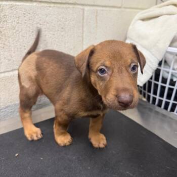 Doberman Pinscher and Shepherd Dogs Available for Adoption in Long Beach, California - Gold | PetCurious
