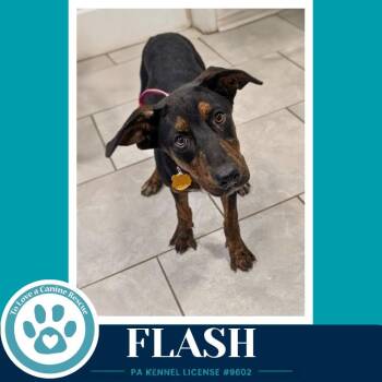 Flash (Treasure Trio) 071826 -  Plott Hound and Shepherd Dog for Adoption in Kimberton, Pennsylvania - Flash (Treasure Trio) 071826 | PetCurious