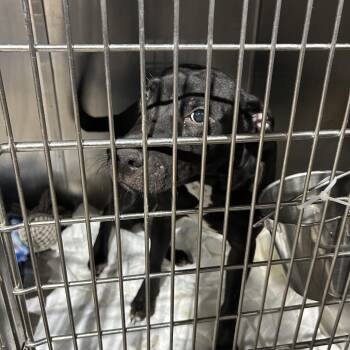Dirk -  Black Labrador Retriever and Mixed Breed Dog for Adoption in Fort Smith, Arkansas - Dirk | PetCurious