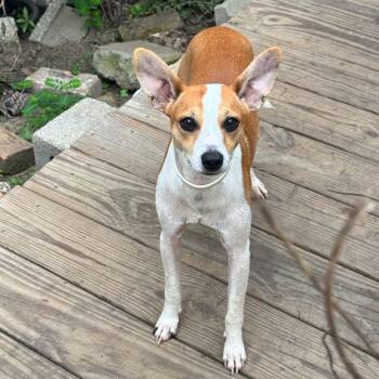 Rudy -  Chihuahua and Whippet Dog for Adoption in Lucedale, Mississippi - Rudy | PetCurious