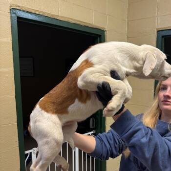 Rough Collie and Mixed Breed Dogs Available for Adoption in New York, New York - Noodle | PetCurious