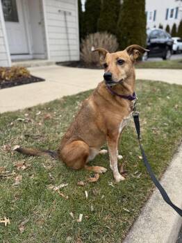 Mixed Breed Dogs Available for Adoption - Pam | PetCurious