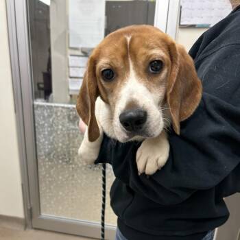 Lenny -  Beagle Dog for Adoption in Northbrook, Illinois - Lenny | PetCurious