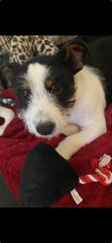 Rescue Australian Cattle Dog Blue Heeler Dogs for Adoption in San Antonio, Texas - Lorelei | PetCurious