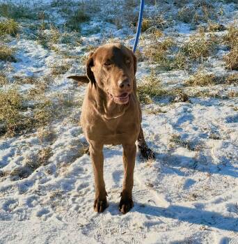 Rescue Chocolate Labrador Retriever Dogs for Adoption in Peace River, Alberta - Boss | PetCurious