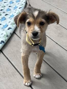 Terrier and Mixed Breed Dogs Available for Adoption - Phoebe | PetCurious