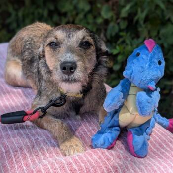 Rescue Fox Terrier and Mixed Breed Dogs for Adoption in Tyrone, Georgia - Bristle 06-1622 | PetCurious