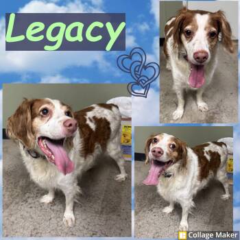 Legacy -  Brittany Spaniel Dog for Adoption in Clearfield, Pennsylvania - Legacy | PetCurious