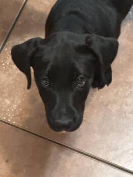 Holly -  Australian Shepherd and Hound Dog for Adoption in Polson, Montana - Holly | PetCurious
