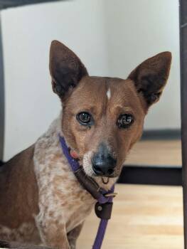 Australian Cattle Dog Blue Heeler and Dachshund Dogs Available for Adoption - Isa | PetCurious