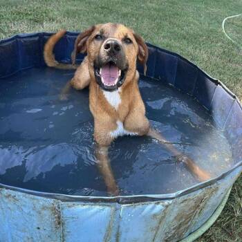 Rescue Mixed Breed Dogs for Adoption in Penfield, New York - Rascal | PetCurious