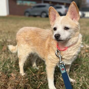 Rescue Mixed Breed Dogs for Adoption in Fredericksburg, Virginia - Bingo | PetCurious