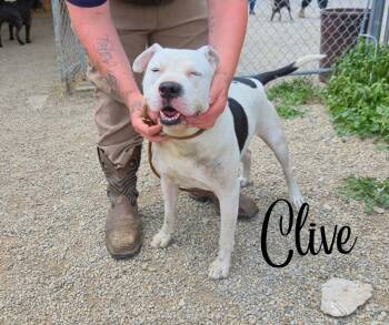 Rescue Pit Bull Terrier Dogs for Adoption in Marion, Indiana - Clive | PetCurious