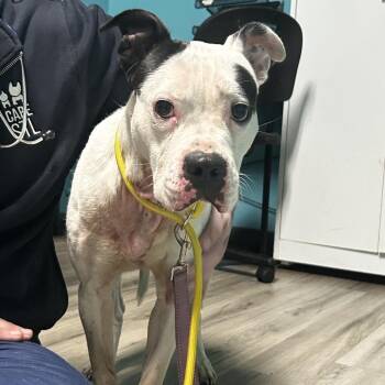 Terrier Dogs Available for Adoption - Strawberry Lemonade | PetCurious