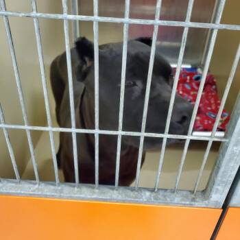 Mixed Breed Dogs Available for Adoption in Philadelphia, Pennsylvania - Blackey | PetCurious
