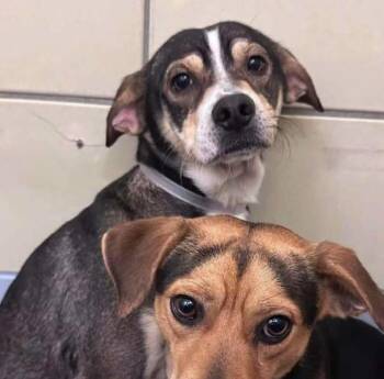 Mocha -  Beagle and Chihuahua Dog for Adoption in Saugus, Massachusetts - Mocha | PetCurious