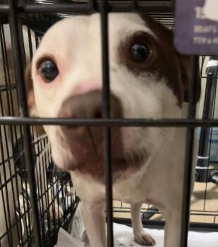 Mike -  Mixed Breed Dog for Adoption in Parma, Ohio - Mike | PetCurious