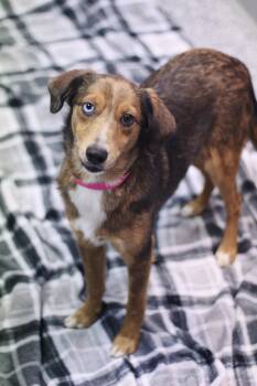 Rescue Catahoula Leopard Dog Dogs for Adoption in Manchester, New Hampshire - Smalls In NH! Come Meet Our Adoptable Dogs Wednesday-Sunday. Mor | PetCurious