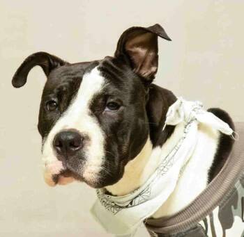 Terrier Dogs Available for Adoption in Sanford, Florida - Lizzie | PetCurious