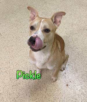 Pickle -  Terrier Dog for Adoption in Muncie, Indiana - Pickle | PetCurious
