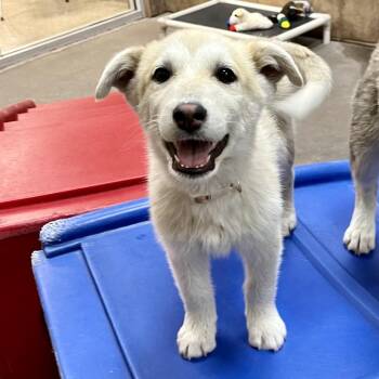Primrose 53463 -  Cattle Dog and Mixed Breed Dog for Adoption in Las Vegas, Nevada - Primrose 53463 | PetCurious