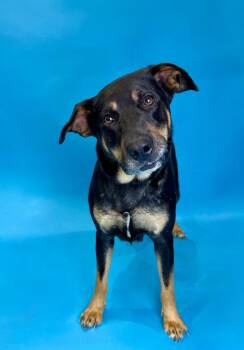 Lexie -  Labrador Retriever and Rottweiler Dog for Adoption in Alvin, Texas - Lexie | PetCurious