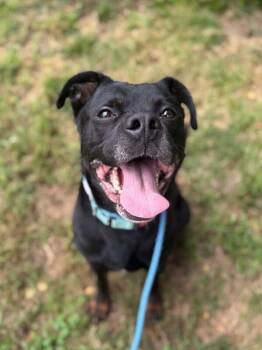 Dom -  Mixed Breed Dog for Adoption in Cincinnati, Ohio - Dom | PetCurious