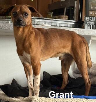 Chihuahua Dogs Available for Adoption in Franklin, Tennessee - GRANT | PetCurious