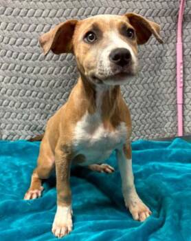Magnolia -  Terrier and Mixed Breed Dog Available for Adoption in Lampasas, Texas - Magnolia | PetCurious