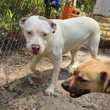 American Staffordshire Terrier Dogs Available for Adoption in Melrose, Florida - Ivory | PetCurious