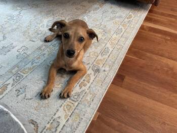 Timmie -  Chiweenie and Dachshund Dog for Adoption - Timmie | PetCurious