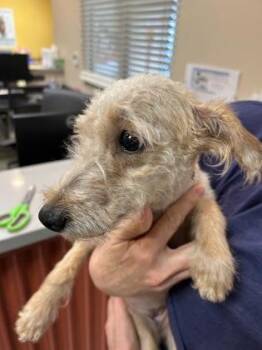 Applebeez -  Poodle and Mixed Breed Dog for Adoption in Kansas City, Missouri - Applebeez | PetCurious