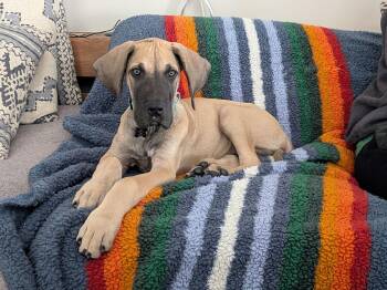 Great Dane Dogs Available for Adoption - Hank (aka Cane) | PetCurious