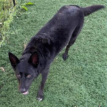 Vesper -  Mixed Breed Dog for Adoption in Buffalo, Minnesota - Vesper | PetCurious