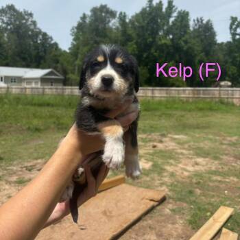 Labrador Retriever and Wirehaired Terrier Dogs Available for Adoption in North Charleston, South Carolina - Kelp | PetCurious