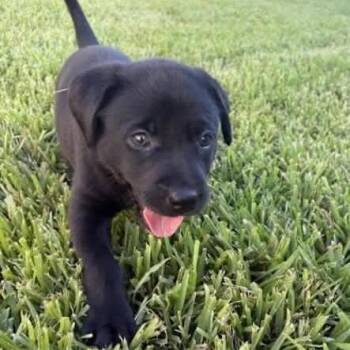 Fitzgerald *Arriving 8/22/2026* D12143 -  Labrador Retriever and Retriever Dog for Adoption - Fitzgerald *Arriving 8/22/2026* D12143 | PetCurious