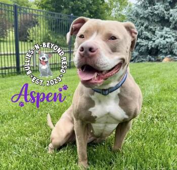 American Staffordshire Terrier Dogs Available for Adoption in Omaha, Nebraska - Aspen | PetCurious
