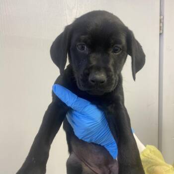 Labrador Retriever and Hound Dogs Available for Adoption in Hattiesburg, Mississippi - Hex | PetCurious