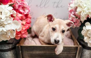 Labrador Retriever Dogs Available for Adoption in Newberg, Oregon - Burmilla | PetCurious