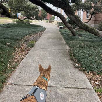 Mixed Breed Dogs Available for Adoption - Areum | PetCurious