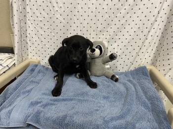 Border Collie and Mixed Breed Dogs Available for Adoption in Modesto, California - A609935 | PetCurious