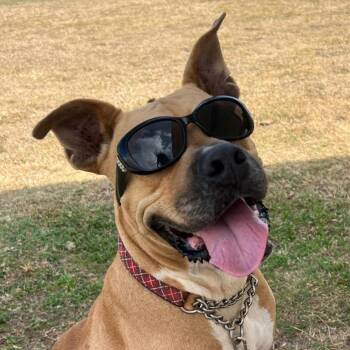 Terrier and Mixed Breed Dogs Available for Adoption in Vieques, Vieques - Aquiles | PetCurious