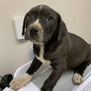 Pit Bull Terrier and Coonhound Dogs Available for Adoption in Morganton, North Carolina - Basil | PetCurious