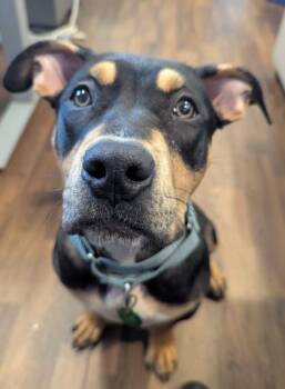 Kinsley -  Pit Bull Terrier and Mixed Breed Dog for Adoption in Bellevue, Washington - Kinsley | PetCurious