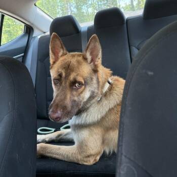 Dasani -  Shepherd Dog for Adoption in Greensboro, North Carolina - Dasani | PetCurious