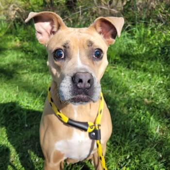 Ivy -  Pit Bull Terrier and Mixed Breed Dog for Adoption in York, Pennsylvania - Ivy | PetCurious