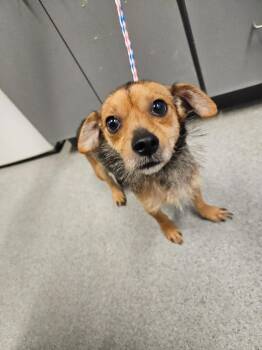 Tina -  Terrier Dog for Adoption in Bloomington, Indiana - Tina | PetCurious