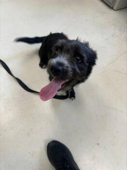 MAX -  Terrier and Mixed Breed Dog for Adoption in Santa Cruz, California - MAX | PetCurious
