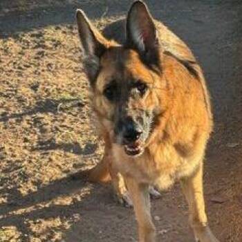 Baylee -  German Shepherd Dog Dog for Adoption in San Diego, California - Baylee | PetCurious