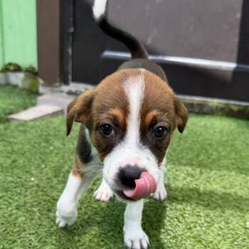 Pecan 1258 -  Mixed Breed Dog for Adoption in Loxahatchee Groves, Florida - Pecan 1258 | PetCurious